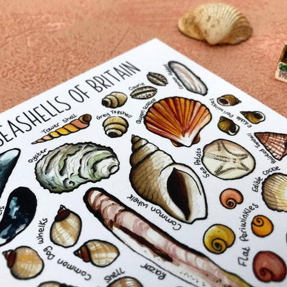 'Seashells of Britain' Blank Postcard