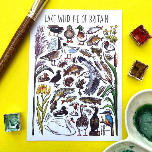'Lake Wildlife of Britain' Blank Postcard