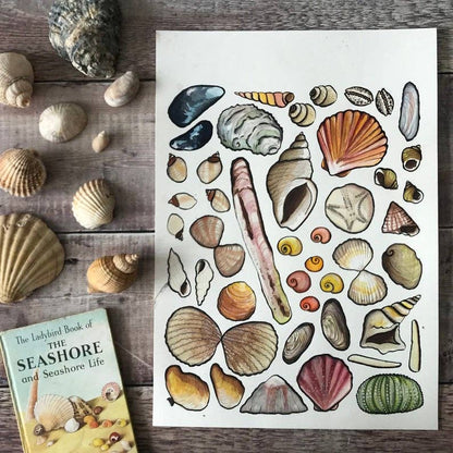 'Seashells of Britain' Blank Postcard