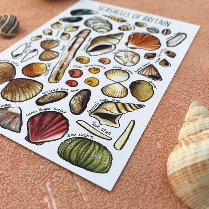 'Seashells of Britain' Blank Postcard