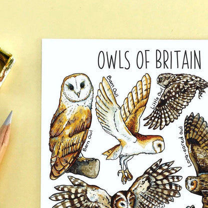 'Owls of Britain' Blank Postcard