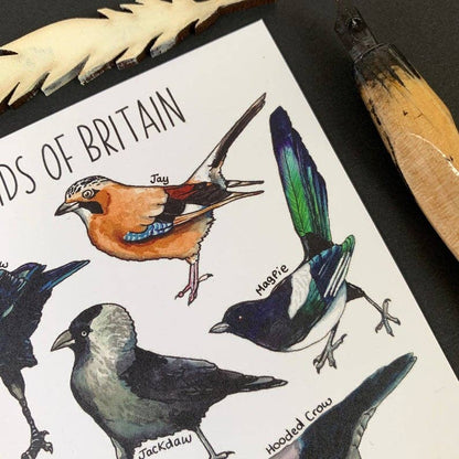 'Corvids of Britain' Blank Postcard