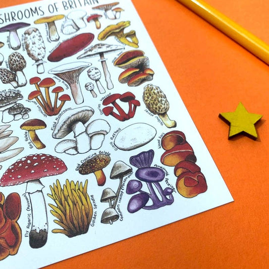 'Mushrooms of Britain' Blank Postcard