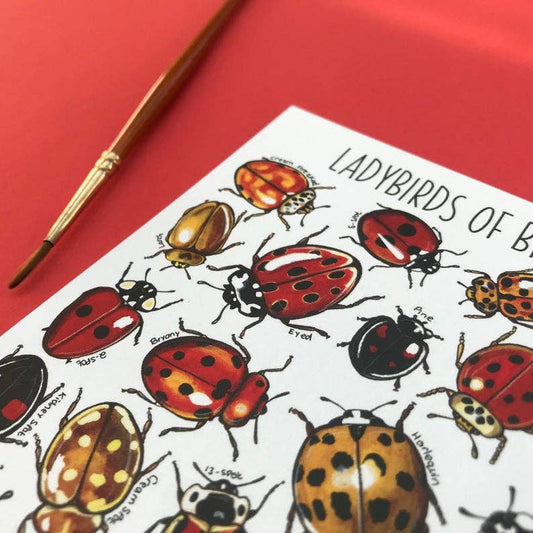 'Ladybirds of Britain' Blank Postcard