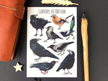 'Corvids of Britain' Blank Postcard