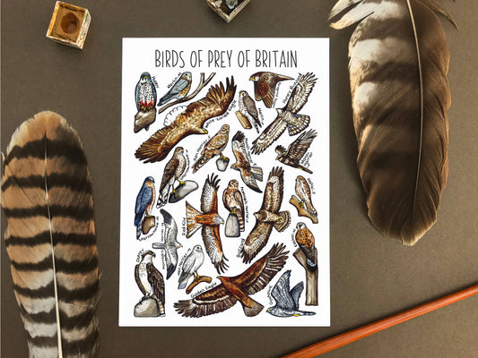 'Birds of Prey of Britain' Blank Postcard