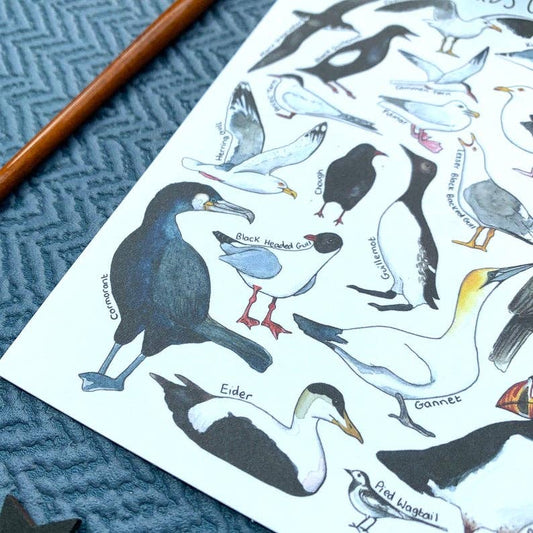 'Coastal Birds of Britain' Blank Postcard