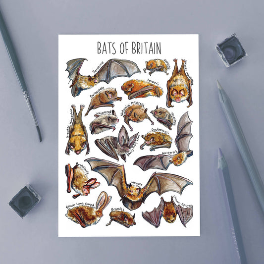 'Bats of Britain' Blank Postcard