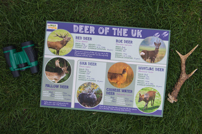 Deer of the UK Poster