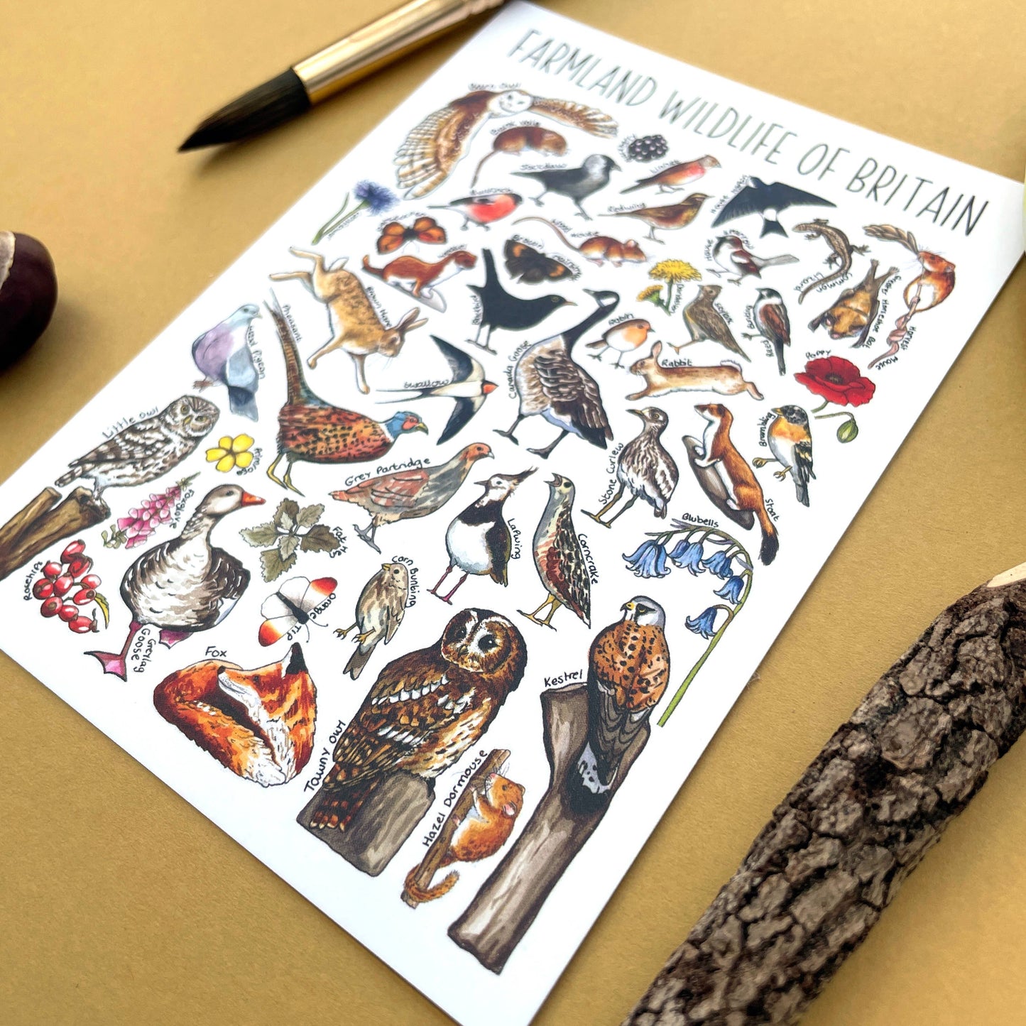 'Farmland Wildlife of Britain' Blank Postcard