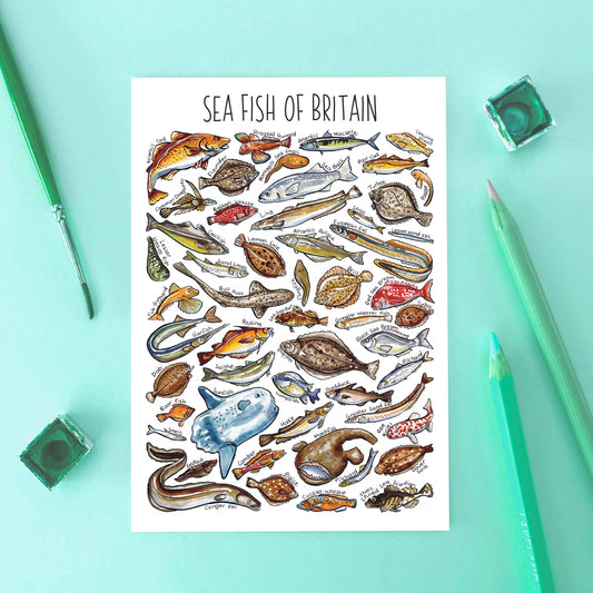 'Sea Fish of Britain' Blank Postcard