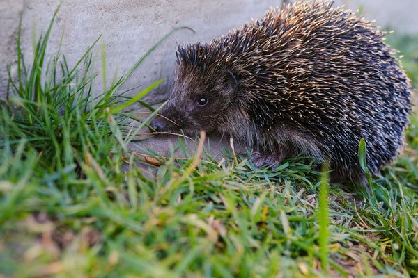 hedgehog by fence