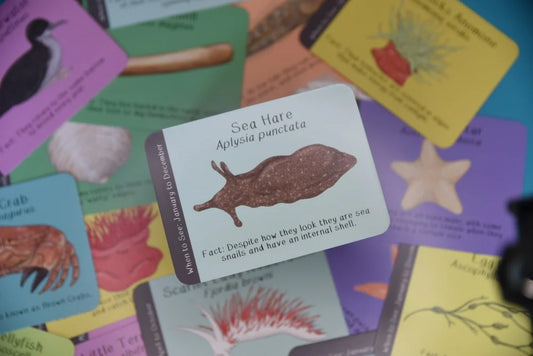 Amazing British Coastline ID Cards