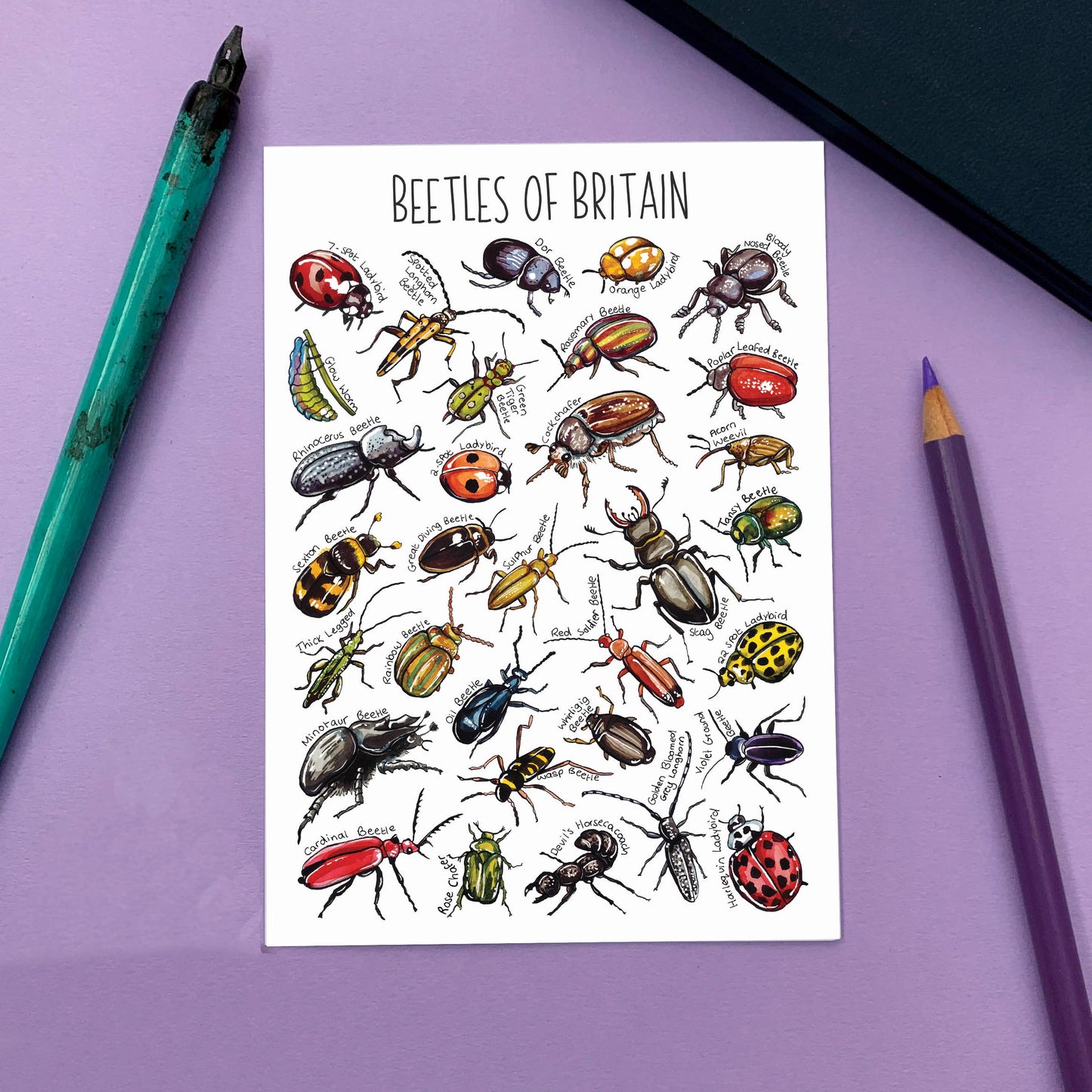 'Beetles of Britain' Blank Postcard