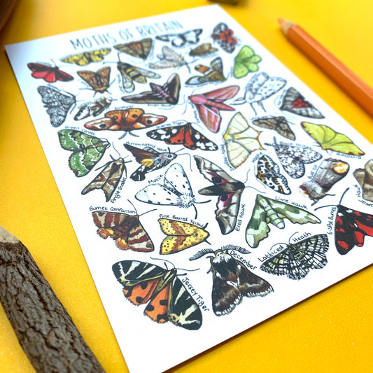 'Moths of Britain' Blank Postcard