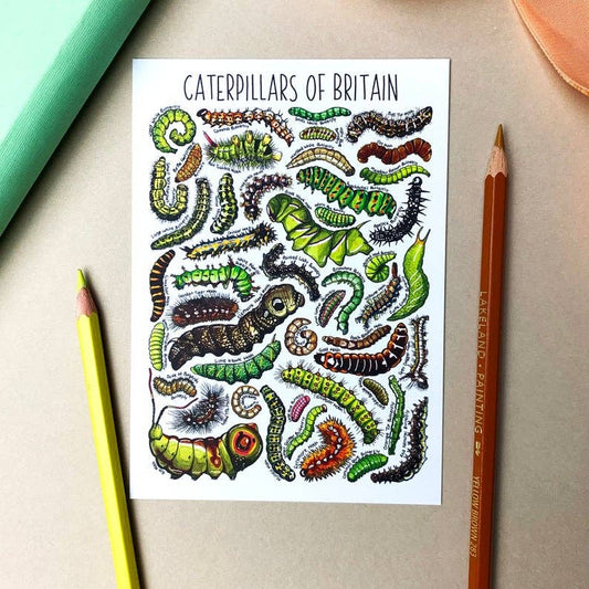 'Caterpillars of Britain' Blank Postcard
