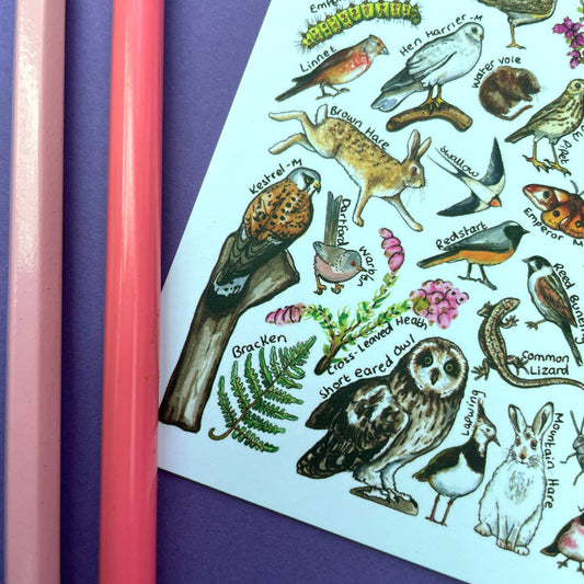 'Moorland Wildlife of Britain' Blank Postcard