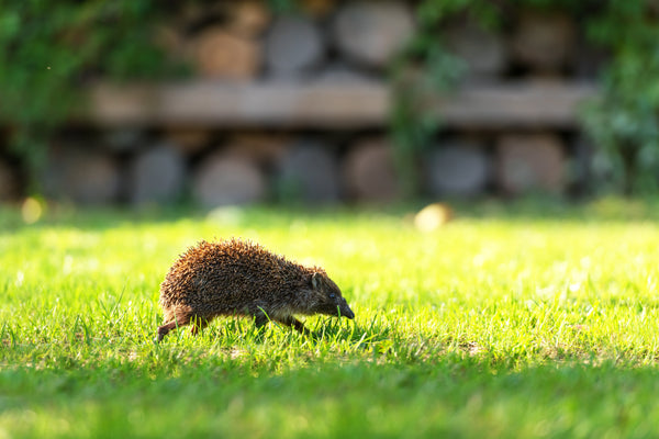 hedgehog travelling through garden